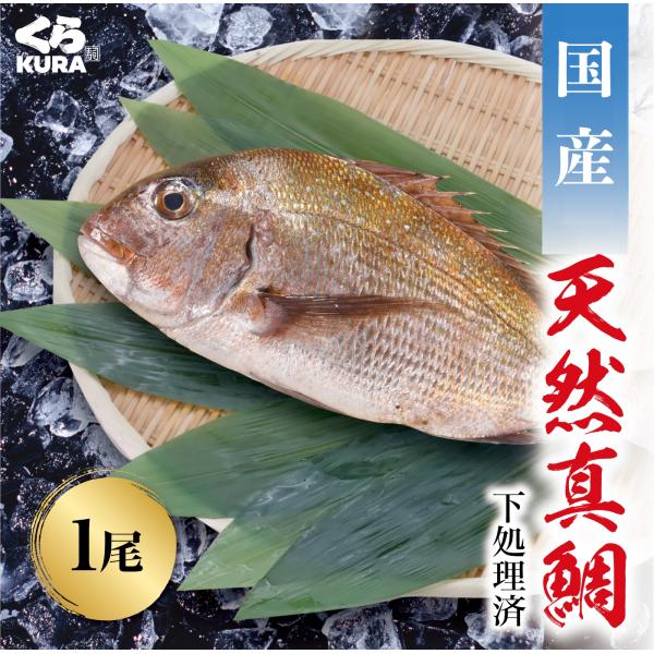 くら寿司 国産真鯛 (200g／150g) 下処理済み