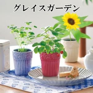 栽培キット ワイルドストロベリー ミニヒマワリ 四つ葉のクローバー 聖