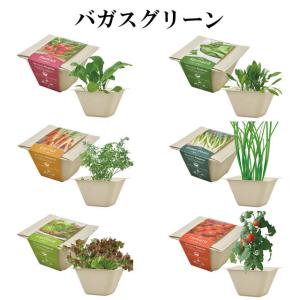 栽培セット BAGASSE GREEN バガスグリーン 栽培キット グリーン 野菜 ラディッシュ ミニキャロット レタス サラダホウレンソウ ネギ ミニトマト かわいい