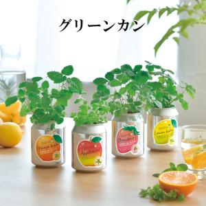 栽培キット GREEN CAN グリーンカン ハーブ かわいい 栽培セット ハーブ レモンバーム アップルミント ワイルドストロベリー オレンジバーム おしゃれ 家庭菜園｜753nagomi