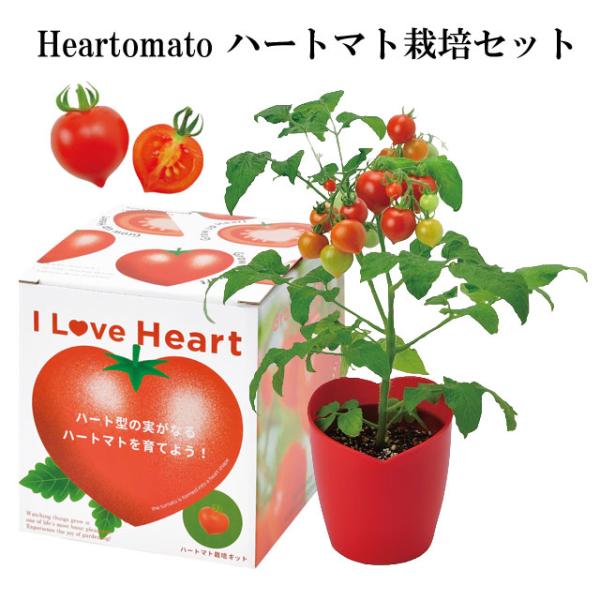 栽培キット Heartomato ハートマト栽培セット 栽培セット トマト ハート 野菜 インテリア...