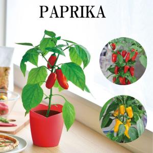 栽培キット 野菜 のおすすめランキング 栽培キット おちょこで 薬味 栽培 セット 白磁 しそ 唐辛子 わさび菜 三つ葉 栽培セット 種 野菜 とうがらし わさび みつ葉 かわいい おしゃれ インテリア