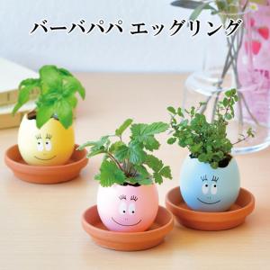 スプラウト栽培キット カイワレダイコン 夏工 カイワレ大根 育成 家庭菜園 野菜 ガーデニング 栽培セット キッズ 子供 小学生 種子 教材 自由研 Atc ルーペスタジオ 通販 Yahoo ショッピング