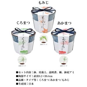 栽培キット 染付小紋盆栽栽培セット 盆栽 ミニ...の詳細画像1