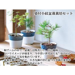 栽培キット 染付小紋盆栽栽培セット 盆栽 ミニ...の詳細画像2
