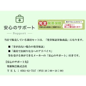 栽培キット 染付小紋盆栽栽培セット 盆栽 ミニ...の詳細画像4