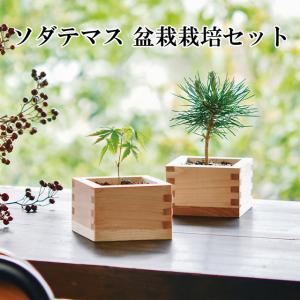 盆栽 栽培セット GD-992 黒松 赤松 園芸 キット ガーデニング