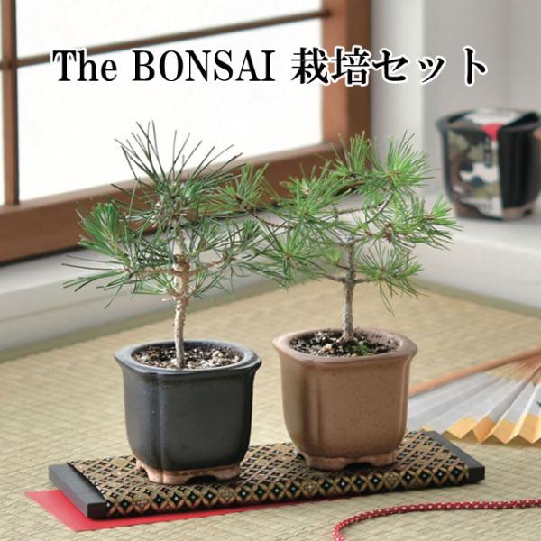 The BONSAI 栽培セット 黒松 赤松 栽培キット 栽培 セット キット 松 まつ かわいい ...