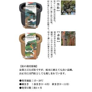 The BONSAI 栽培セット 黒松 赤松 ...の詳細画像1