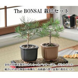 The BONSAI 栽培セット 黒松 赤松 ...の詳細画像2
