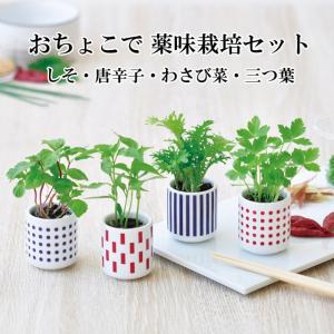 栽培キット おちょこで 薬味 栽培 セット 白磁 しそ 唐辛子 わさび菜 三つ葉 栽培セット 種 野菜 とうがらし わさび みつ葉 かわいい おしゃれ インテリア