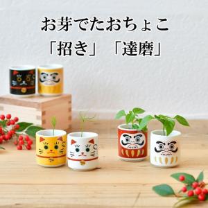 栽培キット お芽でたおちょこ 招き 達磨 栽培 セット