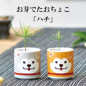 HACO MAME 盆栽 栽培セット 黒松 赤松 紅葉 五色とうがらし 栽培キット
