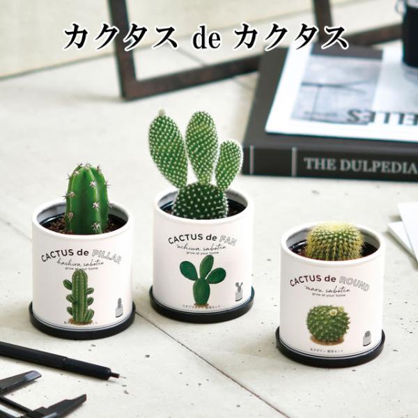 栽培キット カクタス de カクタス 丸サボテン 柱サボテン ウチワサボテン 栽培セット 種 サボテ...