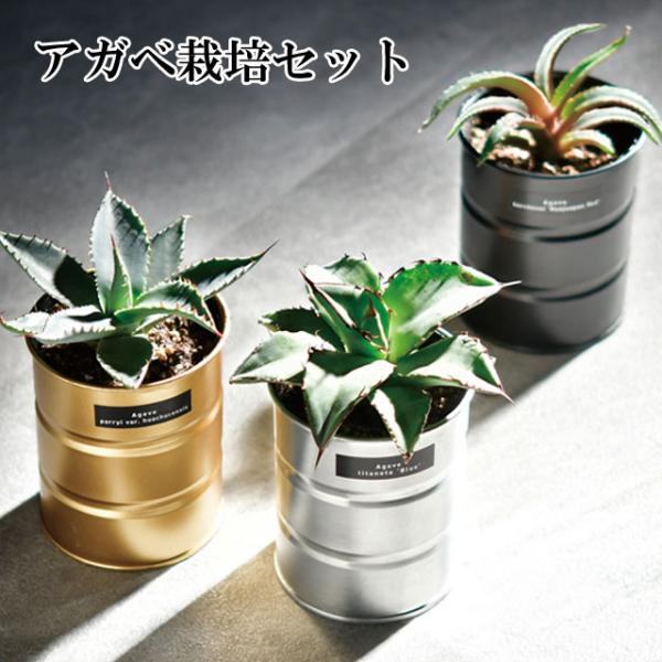 栽培キット 種から育てる アガベ栽培セット アガベ パリーホーチエンシス チタノタブルー ケルチョベ...