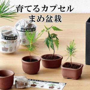 栽培キット 育てるカプセル まめ盆栽 栽培セット 盆栽 植物 グリーン ケヤキ モミジ 赤松 黒松 紅葉 もみじ 松 欅 かわいい おしゃれ ギフト インテリア｜753nagomi