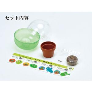 栽培キット 育てるカプセル サボテン 栽培セッ...の詳細画像2