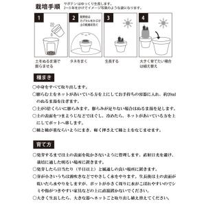 栽培キット 育てるカプセル サボテン 栽培セッ...の詳細画像4