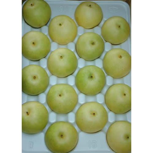 2026年9月分予約 二十世紀梨 鳥取 約10キロ 28〜32個入 贈答向け 秀品 梨 20世紀梨 ...