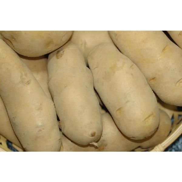 長野産 白いも 白土ばれいしょ メークイン 大玉良品 5kg 20〜30個入 じゃがいも ジャガイモ...