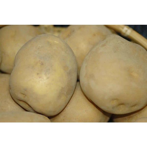 長野産 白いも 白土馬鈴薯 男爵 大玉 10kg 40〜60個入 御牧原 白芋 じゃがいも ジャガイ...