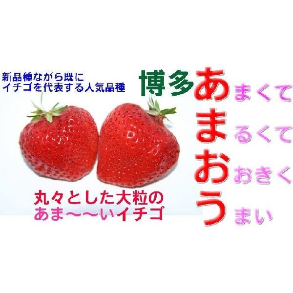 12月分予約 福岡産 あまおう 苺 デラックスパック 2パック いちご イチゴ お歳暮 ギフト * ...