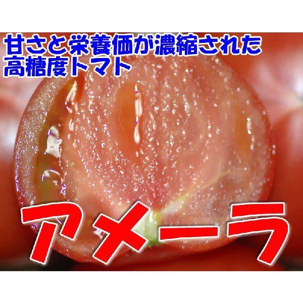 甘さと栄養価が濃縮された高糖度トマト アメーラ1kgS〜2Sサイズ16〜20個 産地化粧箱入