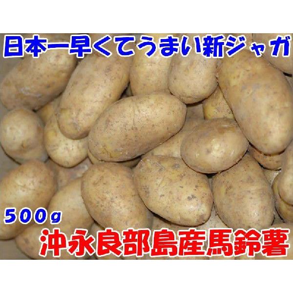 日本一早くてうまい新じゃが 鹿児島県沖永良部産 馬鈴薯 500g 2〜3個入 メークイン L〜2Lサ...