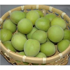 2026年6月分予約 和歌山産 南高梅 青梅 生梅 梅酒用 10kg 3Lサイズ 贈答向け 紀州 *...