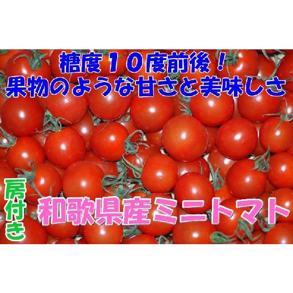 2026年分予約 全額返金保証 甘い 808 ミニトマト 1.5kg 房付き プチトマト フルーツト...