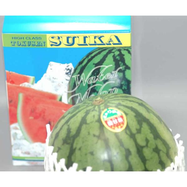 小玉すいか 特選 1玉1.5〜2kg前後 化粧箱入 小玉スイカ 小玉西瓜 ギフト