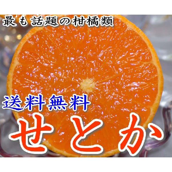 2025年3月分予約 贈答用 せとか 約2.7kg 8〜15個 化粧箱入 S10 3t