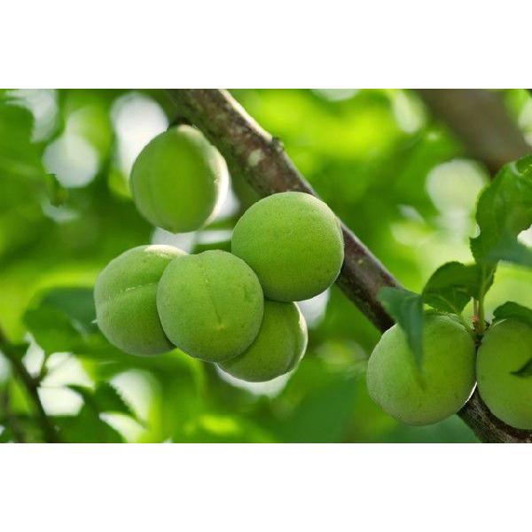 2026年5月分予約 和歌山 古城梅 梅酒用 2Lサイズ 10kg 贈答用 青梅 生梅 * ふるさと...