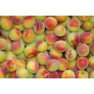 【ポイント合計14倍+1,00円OFFクーポン対象】和歌山産 紅南高梅 5kg 贈答向け * ふるさ...