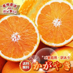 津之輝 つの輝き つのかがやき 津の輝き みかん オレンジ フルーツ