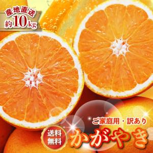 2026年3月分予約 糖度15度 愛媛産 減農薬 かがやき 贈答用 約5kg