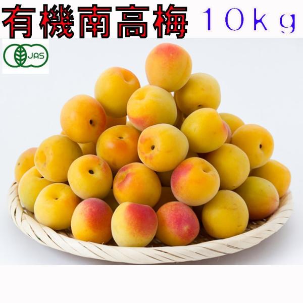 有機JAS 和歌山 南高梅 梅干し用 生梅 訳あり 10kg 完熟 サイズ混合 産地直送 * ふるさ...