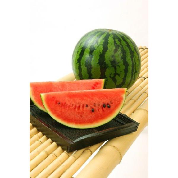 2027年5月分予約 小玉すいか 特選 贈答向け秀品 1玉1.5〜2kg前後入 小玉西瓜 小玉スイカ...