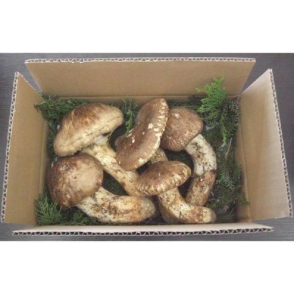 松茸 国産 ひらき 500g 入 まつたけ マツタケ 長野産 ギフト 産地直送 asai * ふるさ...