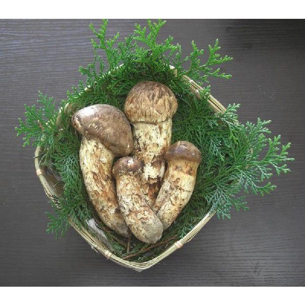 松茸 国産 つぼみ 300g 段ボール入 まつたけ マツタケ 長野産 ギフト 産地直送 asai *...