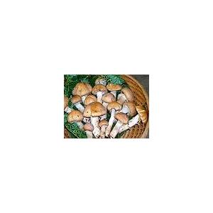 ショウゲンジ茸　信州産 ショウゲンジ茸 信州産 472g - メルカリ