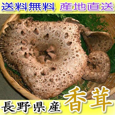 2026年分予約 長野産 採れたて天然 香茸 こうたけ 400g入 産地直送 asai * ふるさと...
