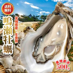 2027年分予約 宮城県 宮城県 生 牡蠣 むき身 500g カキ  鳴瀬 牡蠣 産地直送 * ...