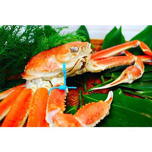 送料無料 兵庫 産地直送 松葉ガニ 超特大サイズ1.3kg以上1枚 贈答用  活蟹/ボイル蟹 松葉が...