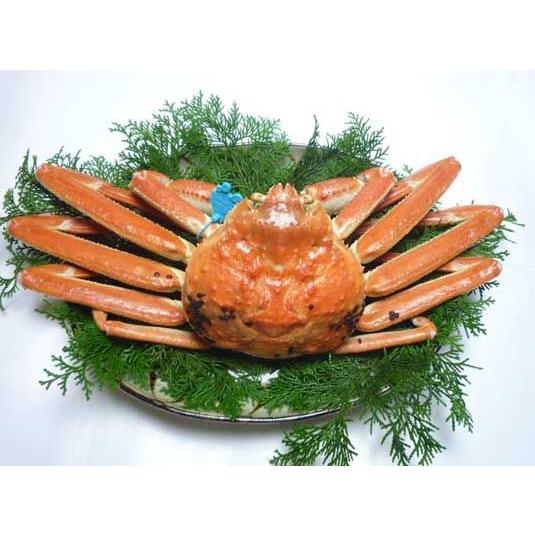 兵庫 超特選松葉ガニ 特大サイズ1kg〜1.2kg1枚  贈答用  木箱入 生/ボイル 産地直送