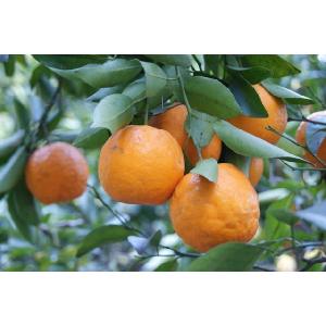 2026年2月分予約 減農薬 愛媛産 ポンカン 約3kg 訳あり サイズ混合 shima ※ ふる...