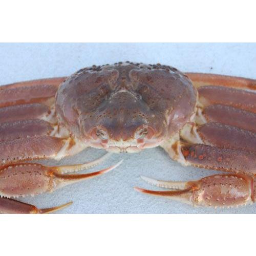 兵庫  活 松葉かに兄弟セット 松葉ガニ中:600g〜800g×1枚+若松葉ガニ中：5枚 贈答用 活...