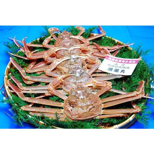 【100円OFFクーポン対象】送料無料 兵庫 産地直送  活 若松葉がに 大：5枚 贈答用 活蟹 松...