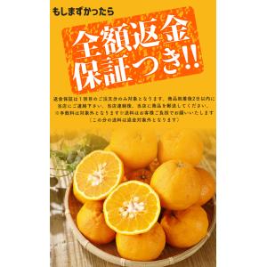 2027年3月分予約 最高糖度15度 愛媛 減...の詳細画像4