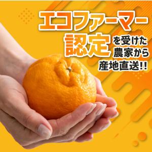 2027年3月分予約 最高糖度15度 愛媛 減...の詳細画像5